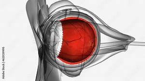 The retina contains millions of light-sensitive cells and other nerve cells that receive and organize visual information Stock Video
