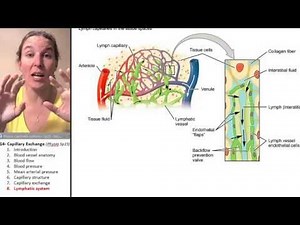 Capillary exchange 8- Lymphatic system