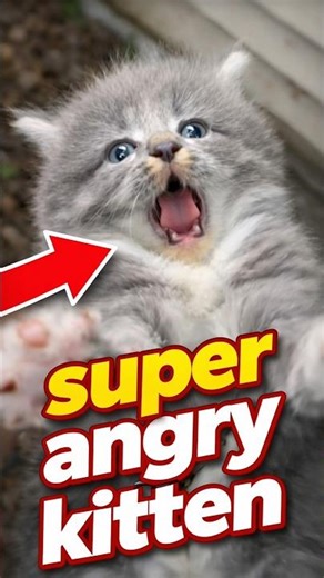 why is your kitten is angry when you touch it? 😮🐈🤷🏻‍♂️ #shorts
