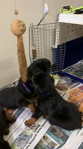 You’re next Bruce 🤣 once Abby is done with Rambo & maybe Gus 🤣 | Growler Rottweilers