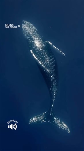 Leah Lamb on Instagram: "In Hawai‘i, Kānaka Maoli elders teach that the koholā (humpback whale) is a messenger from the ancestors, and that its song is a bridge between realms. Some kupuna say the whales sing to maintain harmony between the living world and the spirit world, carrying prayers through the ocean’s body like a heartbeat. Among the Māori of Aotearoa, the whale ancestor Paikea is said to have traveled across the Pacific on the back of a whale. In some iwi (tribes), whales are consider