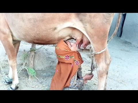 Village Girl Drinking Direct Cow Milk | Crazy ChoCha