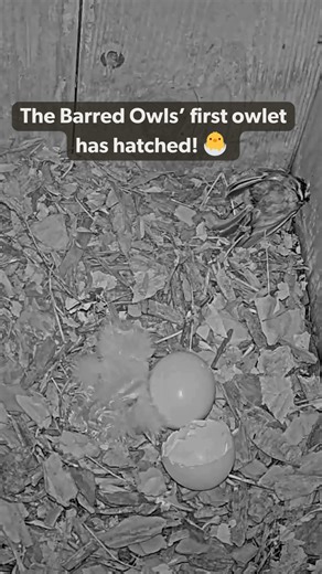 Cornell Lab Bird Cams | Meet the newest member of the Barred Owl Cam family! The owls' first egg hatched over the weekend on April 6 after 32 days of incubation.... | Instagram