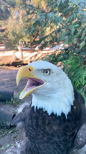 Bald Eagle vs Red-Tailed Hawk: The Sound Battle Revealed!