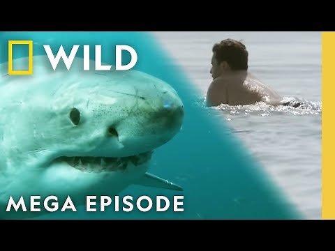 Ultimate Jaws Marathon 50 Years Later! When Sharks Attack | MEGA EPISODE | Nat Geo Animals