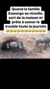 177K views · 4.9K reactions | Une famille formidable #familia #animals | Ganon Padiré Moïse | Facebook
