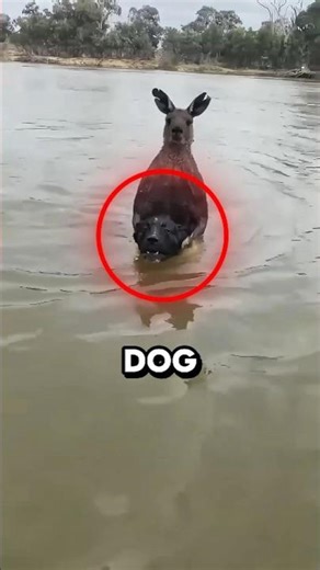This dog would not have survived #shorts