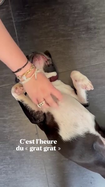 Tout le monde peut trouver son bonheur sur Amazon. Vraiment tout le monde 🐶 | Amazon.fr