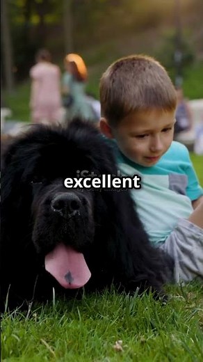 5 Interesting Facts about the Newfoundland dog