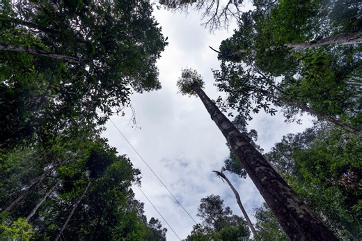 Amazon rainforest trees are getting bigger due to climate crisis, study finds