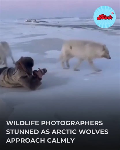 Blink on Instagram: "Wildlife Photographers Stunned as Arctic Wolves Approach Calmly, Showing No Fear. #wildlifephotography #arcticwolves #shooting #itvblink"