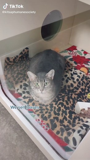 Adopt a Shelter Pet Today at Bread Bank