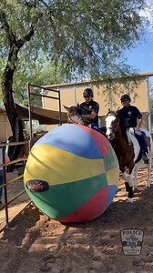 Recently, Intern Marcus went to see how the Mounted Unit trains the horses. Riding and sensory training are both equally important to prepare the horses and officers for patrol and special events. #ScottsdalePD #BeMore #joinSPD #InternsofScottsdalePD #MountedPolice | Scottsdale Police Department