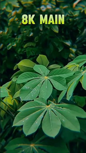 Enhance Your Video with Just One Click ☝️