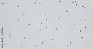 Algae Rhinomonas sp. under the microscope, phylum Cryptophyta, family Pyrenomonadaceae. Red in color, they live in both fresh and salt water.