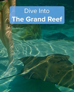 You never know what surprises you’re going to see when you visit The Grand Reef! From colorful angelfish, to velvety rays, you’ll be snorkeling with thousands of tropical fish 🐠🐡🦈 | Discovery Cove