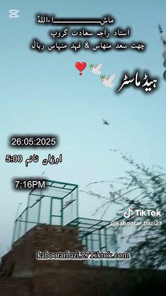 kabootar #kabootarbazi #teddy #pigeon #trandingvideo #viral_video #trandingsound #foruyou