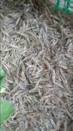 Tép này làm món gì ngon? | Chợ khô Cần Thơ