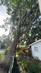 As promised! Here is Part 1 of the Jacaranda tree removal from Hurricane Milton🌀🌳 Call today for a free estimate for your tree removal or trimming needs! 📲 813-244-4118 ✅Licensed and insured. 🇺🇸Veteran owned and operated. 💥Quality work with attention to detail. #treeremoval #treework #hurricaneseason #jacarandatree #treetrimming #brandonfl #brandon #valricofl #valrico #riverviewfl #riverview #hillsboroughcounty #veteranowned | Harbor Landscape & Tree, LLC