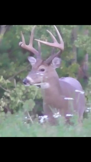 Kryptek vs Sitka Hunting Gear: A Hunter's Comparison