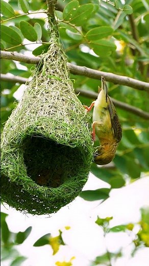Progressing Of Bird Building Nest By Green Material 0037#birdhome