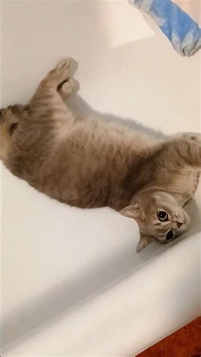 Lucy hat ihre 5 Minuten in der Wanne .Lucy is having her five minutes in the bath. #funny #cat