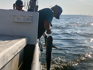 Meet Alabama's only full-time shark fishing boat — and the shark population is exploding | WKRG.com