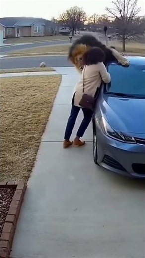 Lion Suddenly Attacks Woman – Shocking Moment Caught on Camera |Random Moment#shorts#randommoment