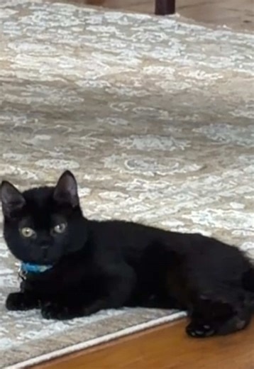 Hi SQL 😆🩷 #wigglykitten #cerebellarhypoplasia #viralvideo #SQL #blackkitten