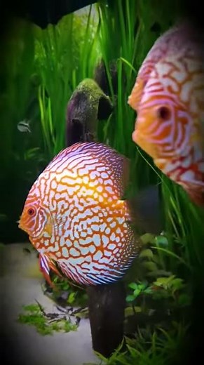 Planted Discus Tank. Just amazing Paul Grand