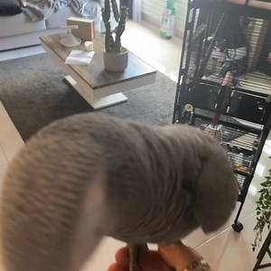 10K views · 1.4K reactions | Forgot a bought this 﫣﫣﫣 anything better nothing  | Kelo the African Grey | Facebook