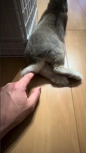 ただウサギのシッポを触りまくる動画。＃ウサギ愛好家＃可愛いシッポ＃寛ぎ中。