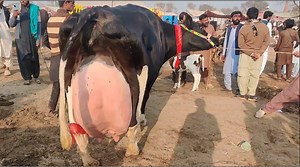 2M views · 121K reactions | 40KG Milk Giving Big Friesian Cow #cow #viralreels #fypシ゚viralシ #punjabderang | Punjab De Rang | Facebook