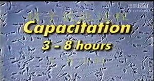 母猪人工授精视频教程科学养猪技术方法和秘诀