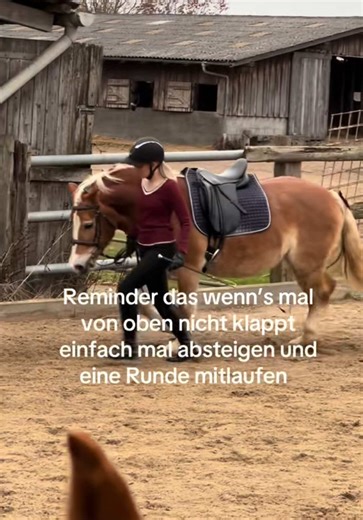 Haflinger Horse Stumbles: A Relatable Equestrian Moment