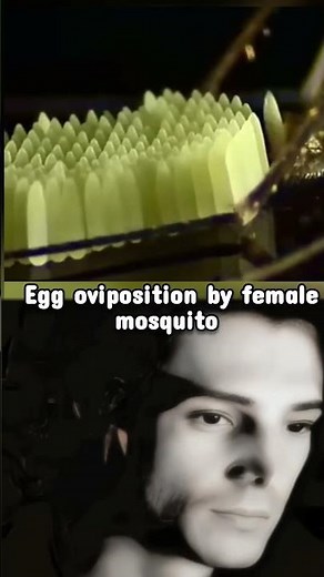 mosquito egg oviposition #mosquito #fact