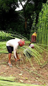 Jute Harvesting: Hi Friends, It's a reel on harvesting jute manually by the farmers using a simple sickle. They were doing so under very hot sun which is very difficult. But the farmers need to do so to run their family. After harvesting small bundles of jute are tied and kept in the field for 2-3 days and then the leaves get defoliated by simple jerking. Next step is retting the bundles under stagnant water for at least 20 days. Finally stripping is done which is extraction of jute fibres. #jut