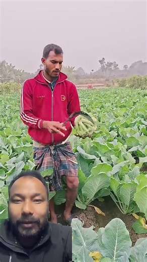 यसरी पात काट्दा किसानलाई फाईदा #mastrix #agriculture #cauliflower | cauliflower