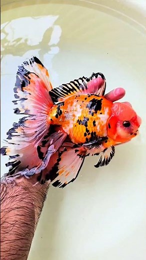Stunning Giant Long-Tail Goldfish – One of the Most Beautiful Fins in the Aquarium World #goldfish