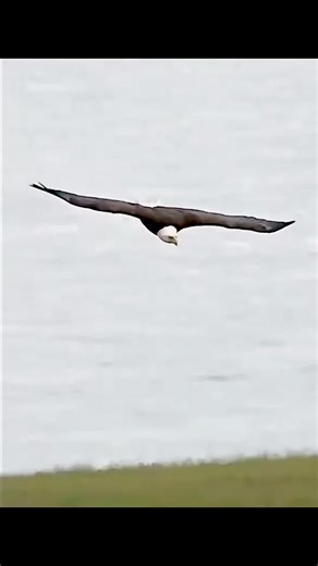 Exploring Wild Animals: Nature's Incredible Hunters