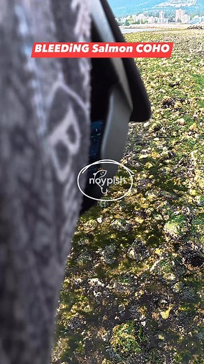 How i bleed my Catch salmon Coho - for a quality meat🎣 #coho #cohosalmon #tidalfishing #amblesidewestvancouverfishing #capilanomouthfishing #roostertailfishing #beachfishing #shorefishing #westvancouverfishing #vancouverfishing #britishcolumbiafishing #canadafishing #noypish #salmonfishing #salmon #pacificsalmon #pacificsalmonfishing #shimanovanford #gloomisflyfishing #fishingadventure #capilanoriverfishing #lionsgatebridgevancouver #hatcherycoho #filipinofisherman #stanleyparkvancouver #patago