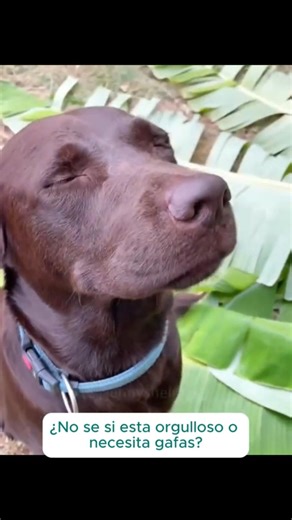 Expresiones de perros culpables que lo dicen todo sin hablar parte 5