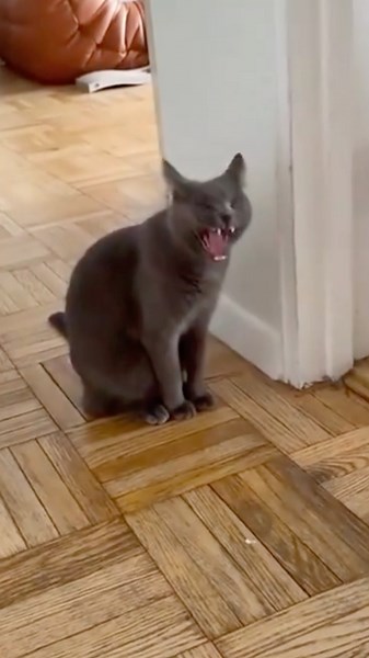 Funniest cats Videos 🐈😂#13 #cats #cat #funny #animals