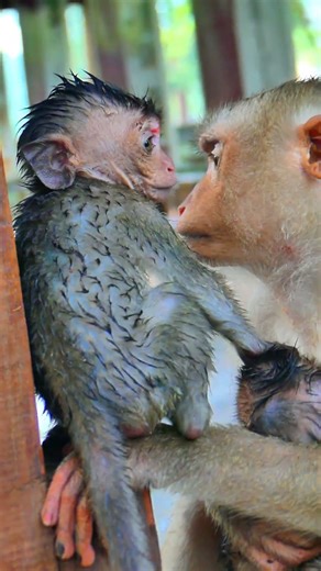 Beautiful lovely baby monkey life after heavy rain #shorts #viral #animals #monkey