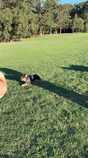 Sydney Park Dogs | Roscoe vs Hunter: a Sydney Park showdown for the ages. 🥊🐾 Roscoe (small Frenchie, big opinions) believes he is absolutely in charge of the... | Instagram