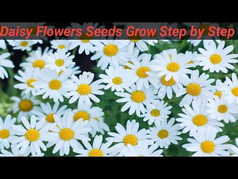 "How to Grow Daisy Flowers from Seeds | Step by Step Gardening Guide"