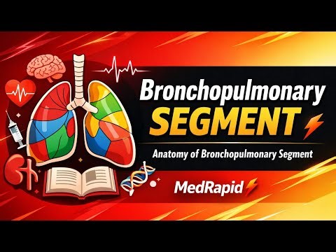 Bronchopulmonary segment || relation of segmental bronchus with pulmonary vessels || by MedRapid ⚡