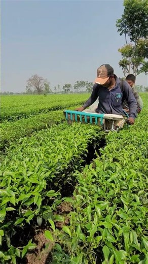 agricultural machinery | tea cutting machine in assam #farming #cuttingmachine #shortvideo #minivlog