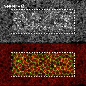 Light can be used to direct the shape of biological tissues. (via @Seeker) | Science Channel