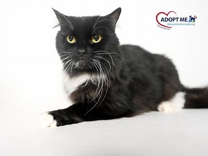 Alexandria Pet Of The Week: Reptar Is Content With Snuggles, Treats